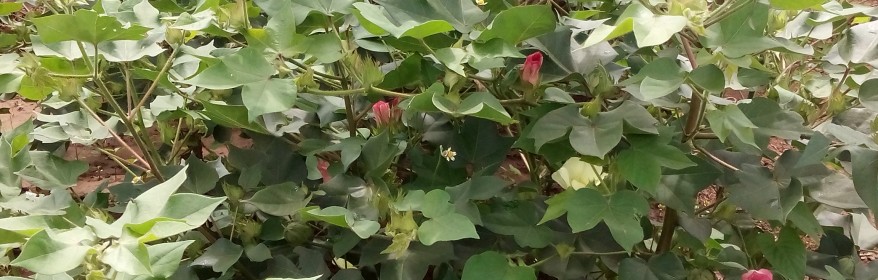 bt cotton bush