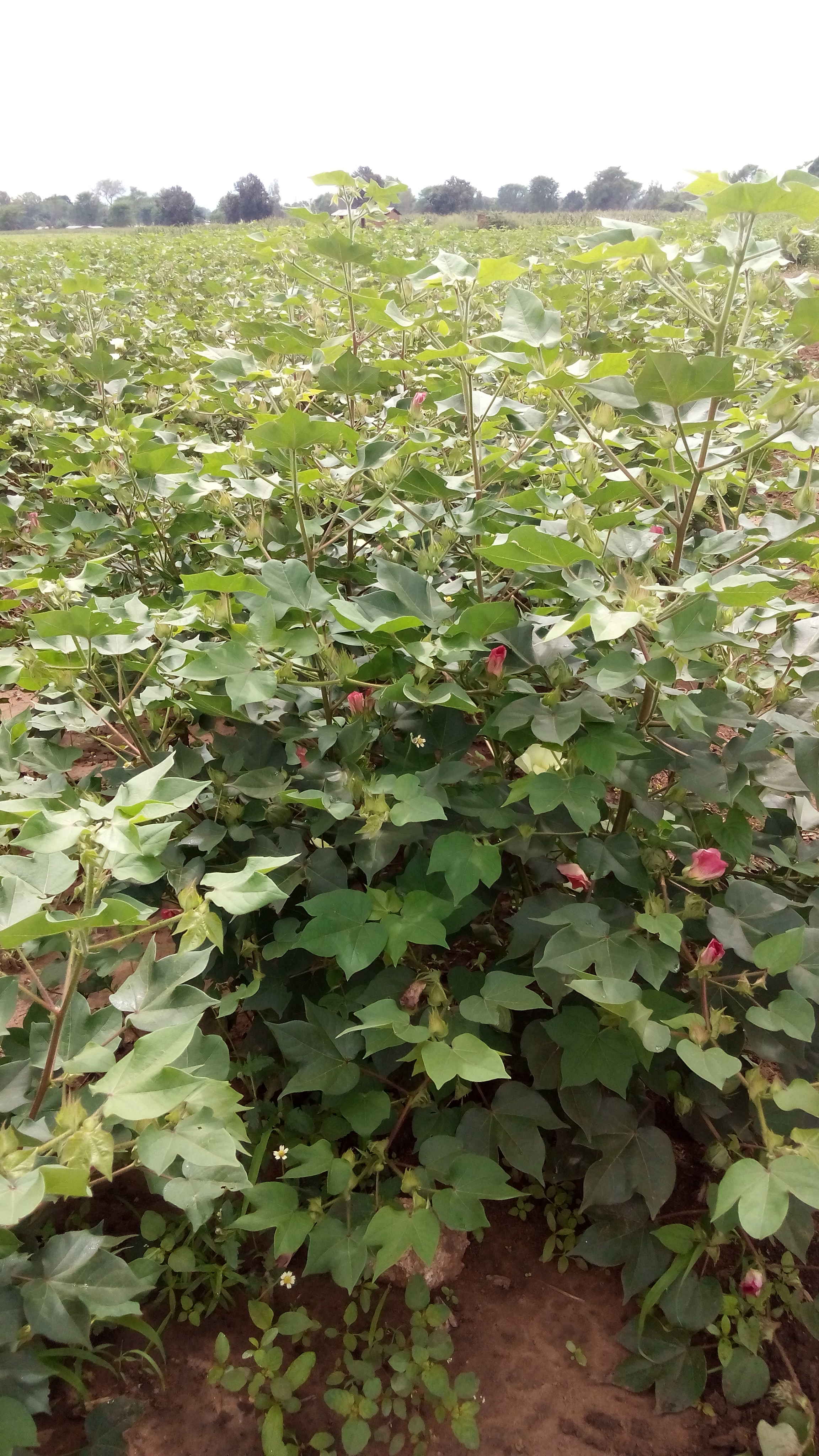 bt cotton bush